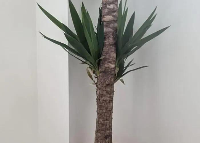 The Ikigai Space- Peaceful Short And Long-term Living